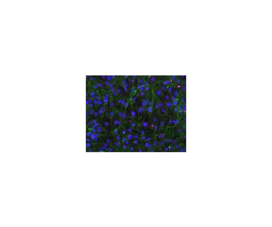62-8477-47　绵羊抗兔IgG抗体，Cy5结合　AP510S