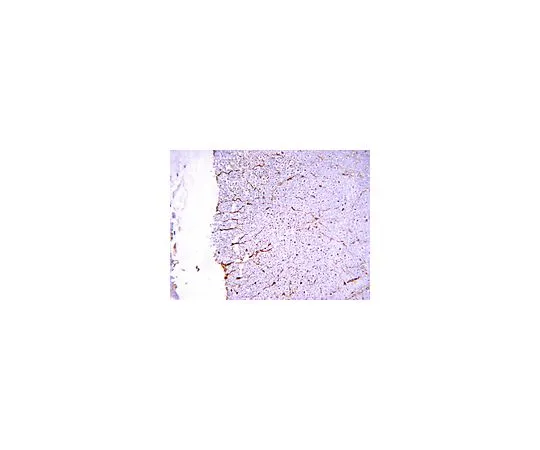 62-8489-08　抗NMDAR1,跨膜区域III和IV之间的细胞外环，克隆54.1;100μg　MAB363