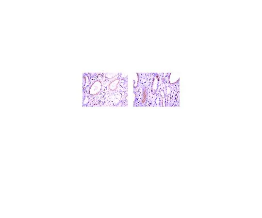 62-8496-58　抗BMP-7,克隆2A10;100μg　MAB4350