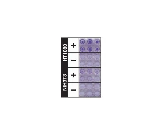 62-8481-96　QCM ECMatrix细胞侵袭测定，比色法;1个盘子　ECM550