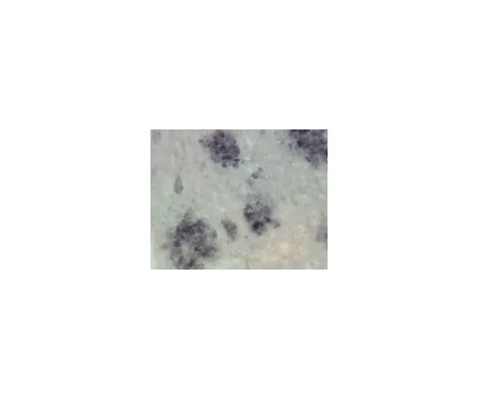 62-8491-24　抗早老素-1, N末端，克隆hPS1-NT;100μL　MAB1563