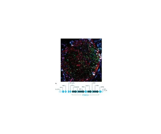 62-8532-94　小鼠STEMCCA细胞兴奋性本构多顺反子 (OKS) 慢病毒重编程试剂盒　SCR518
