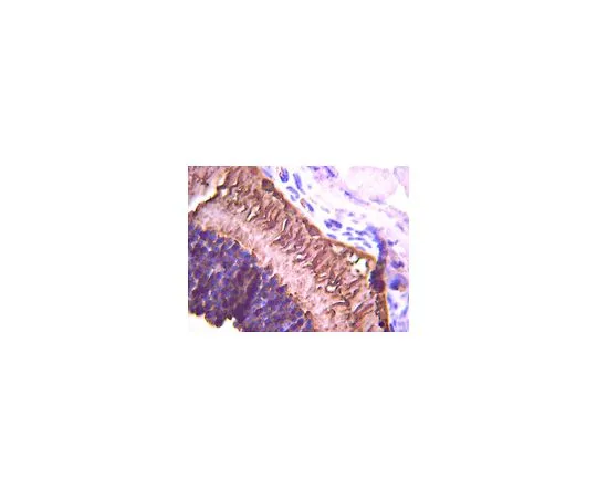 62-8516-36　抗视紫红质克隆4D2;100μg　MABN15