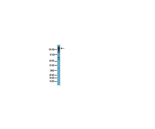 62-8494-35　抗DYKDDDDK (FLAGR表位标记) ，克隆2EL-1B11;100μL　MAB3118