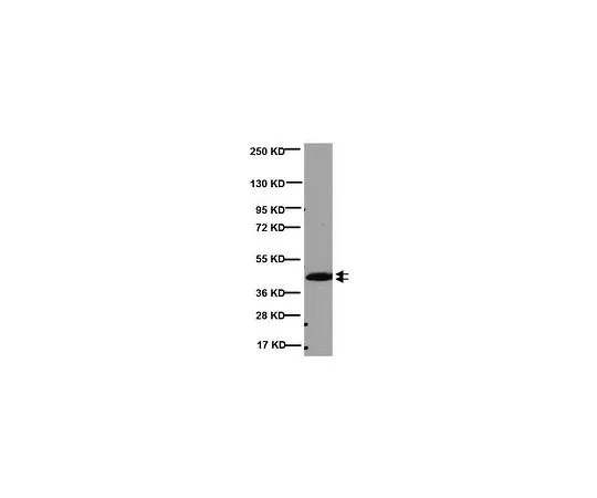 62-8488-64　抗CNPase,克隆11-5B;100μg　MAB326R