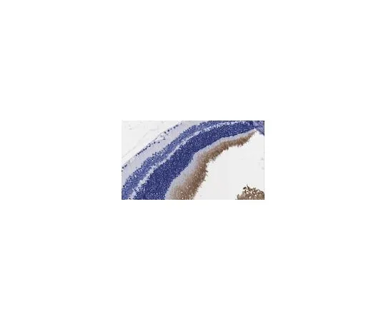 62-8521-68　抗外周素-2抗体，克隆2B7　MABN2395