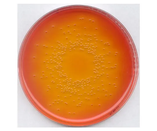 61-0198-06　用于微生物学的脱氧胆酸乳糖琼脂培养基102894 500G　1.02894.0500