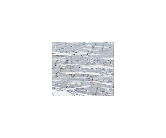 62-8494-16　抗连接蛋白43 C末端克隆4E6.2;100μg　MAB3067