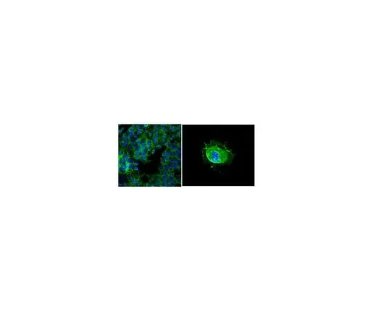 62-8488-80　抗半 脑侧，克隆mGalC, AlexaFluorR488共轭;100μL　MAB342A4