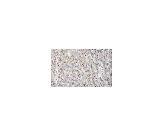 62-8520-84　MRP2抗体，克隆4C9.2　MABN1545