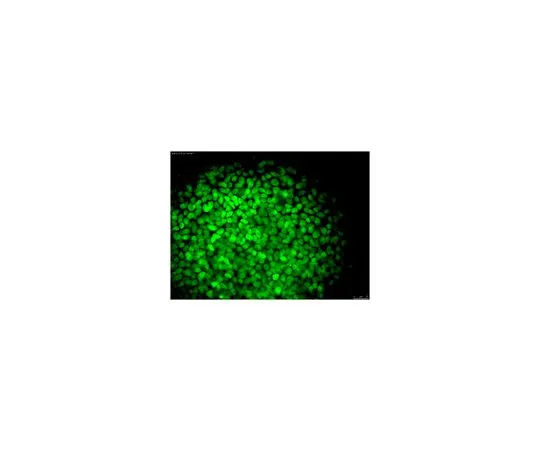 62-8504-13　抗NANOG抗体，克隆7F7.1, Alexa Fluor (R) 488共轭　MABD24A4