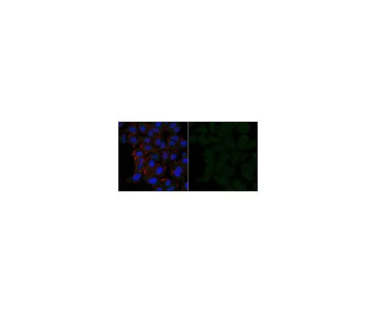 62-8474-13　抗Cofilin-1抗体，Alexa Fluor (R) 488共轭　ABT1493-AF488
