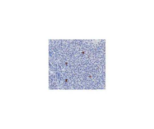 62-8509-01　抗BDCA-2,克隆10E6.1;100μg　MABF94