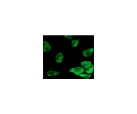 62-8523-61　抗GSK3α，克隆9D5G1抗体　MABS808