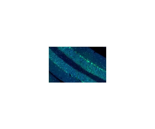 62-8492-48　抗整合素β1抗体，克隆P5D2, Alexa Fluor (R) 488共轭　MAB1959-AF488