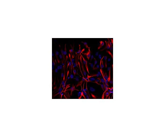 62-8494-74　抗GFAP,Cy3共轭;100μL　MAB3402C3