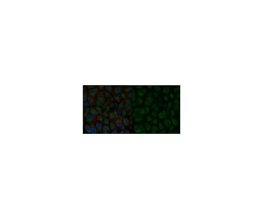 62-8493-16　抗整合素β1抗体，激活，克隆HUTS-4, Alexa Fluor (R) 488结合物　MAB2079-AF488