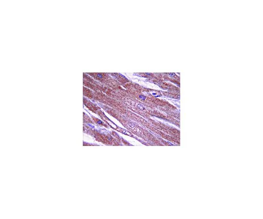 62-8493-58　抗原肌球蛋白，克隆15D12.2;100μg　MAB2254