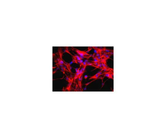 62-8489-02　抗Nestin,克隆rat-401,Cy3共轭;100μL　MAB353C3