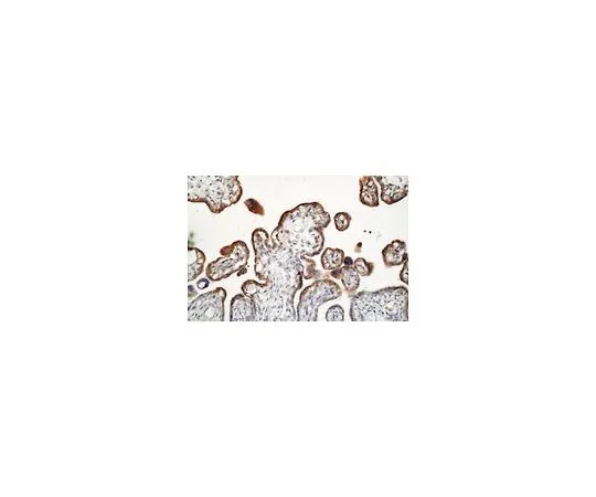 62-8494-66　抗MMP-3,克隆SL-1IID4;100μg　MAB3369