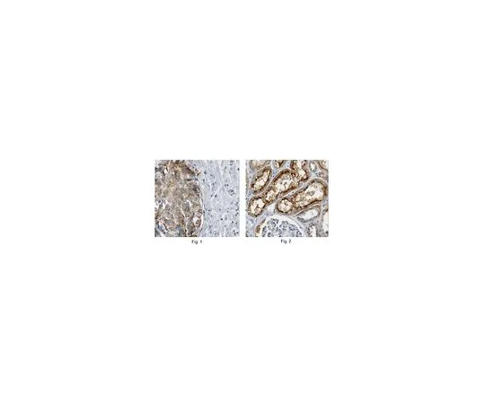 62-8502-06　抗MAP17,克隆165C　MABC522