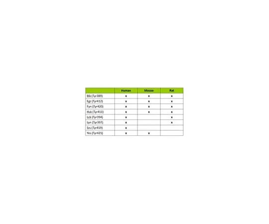 62-8538-71　MILLIPLEX MAP Human Src Family Kinase Active Site Kit–8Plex　48-650MAG