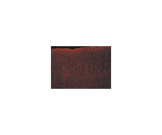 62-8476-41　驴抗兔IgG,Cy3共轭，吸附物种:H, M, R, B, Gt, Sh, Ch, Gp,公式;500μg　AP182C