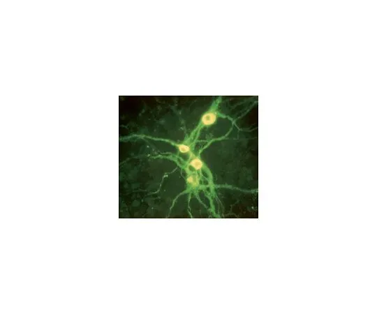 62-8488-57　抗酪氨酸羟化酶抗体，克隆LNC1,Alexa Fluor (R) 488共轭　MAB318-AF488