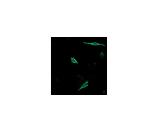 62-8522-57　抗WBP2,克隆4C8H10　MABS441