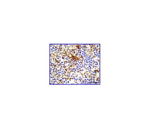 62-8489-05　抗胶质纤维酸性蛋白，克隆GA5;100μL　MAB360