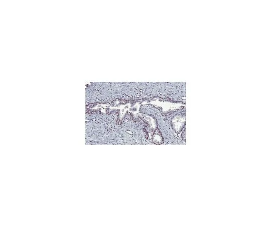62-8474-19　羊抗小鼠IgG抗体，物种吸收，生物素结合　AC111B