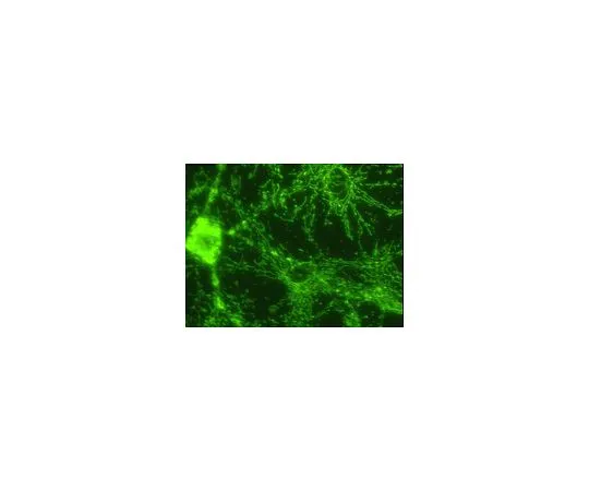 62-8495-07　抗ATP合成酶，β链，克隆4.3E8.D1;100μg　MAB3494
