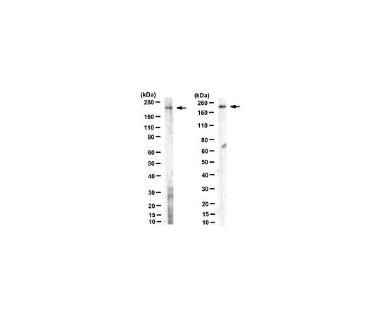 62-8524-28　抗BIG2抗体，克隆56　MABS1246