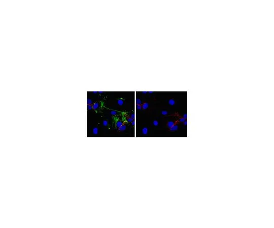62-8525-70　抗VE-cadherin,克隆BV6;100μL　MABT134