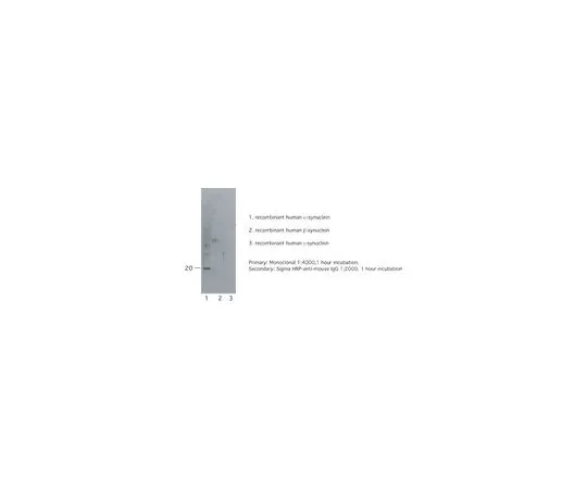 62-8497-55　抗突触核蛋白，α，克隆7B12.2;100μL　MAB5320