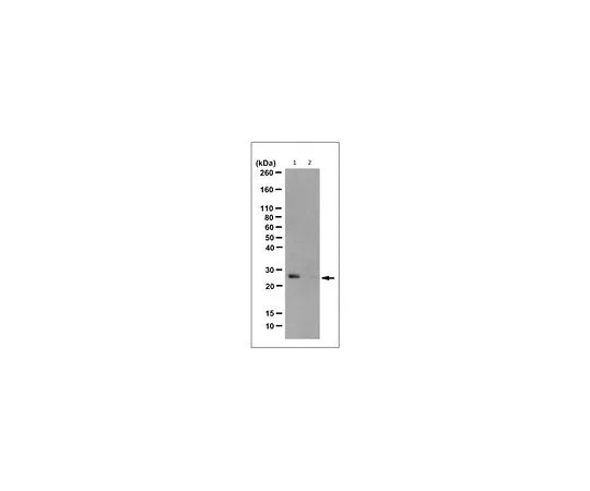 62-8524-74　抗N3-磷酸组氨酸抗体，克隆SC39-6　MABS1351