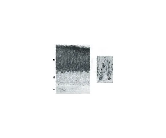 62-8489-14　抗克兰宁，人序列aa572-604,克隆6C1;100μL　MAB371