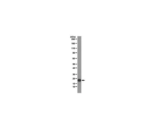 62-8508-80　抗白细胞介素-1β (IL-1B) ，克隆4A7;100μg　MABF18