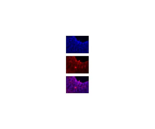 62-8497-64　抗缺口1,克隆mN1A;100μg　MAB5352