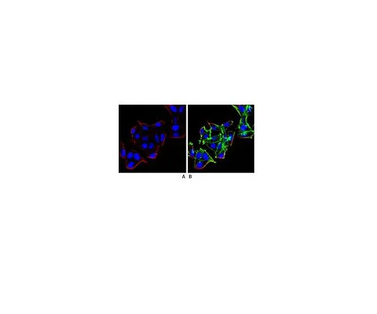 62-8493-88　抗βArrestin1,克隆3H11.2;100μg　MAB2609
