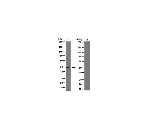62-8503-69　抗IDH1/2突变 (R132/172) 抗体，克隆MsMab-1　MABC1103
