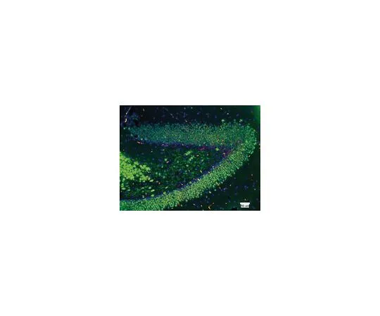 62-8489-19　抗NeuN,克隆A60,生物素结合;500μg　MAB377B