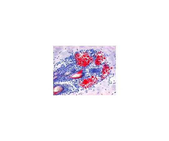 62-8534-94　油红O溶液　1.02419.0250