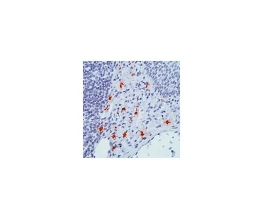 62-8428-18　抗肥大细胞胰蛋白酶小鼠mAb (AA1)　444905-100UG