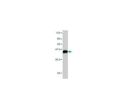 62-8477-67　抗PAFAH1B1小鼠mAb (2C12)　AP1170-100UG