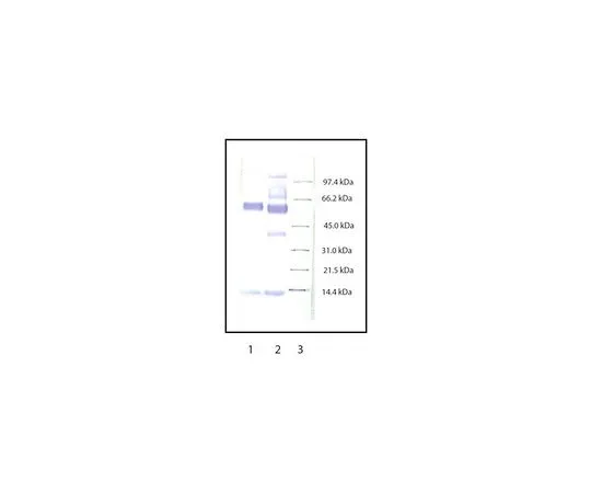 62-8429-40　抗髓过氧化物酶兔pAb　475915-1ML