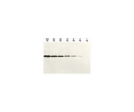 62-8528-67　抗组氨酸标记蛋白小鼠mAb (13/45/31/2)　OB05-100UG