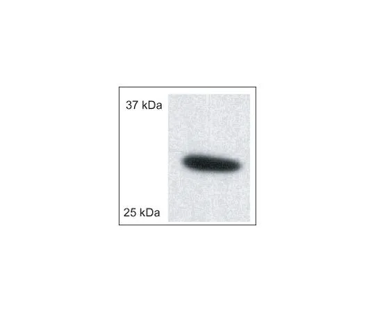 62-8529-97　反泊林 (Ab-5) (185-197) Rabbit pAb　PC548-50UG