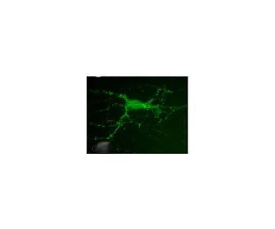 62-8480-84　抗PSD-95 (Ab-2) 小鼠mAb (7E3-1B8)　CP35-100UL