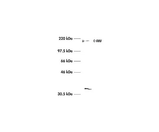 62-8528-85　抗c-ErbB2/c-Neu (Ab-3) 小鼠mAb (3B5)　OP15-100UG